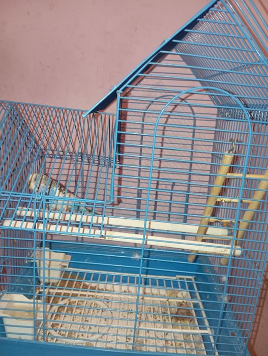 Попугай прадоется 54000