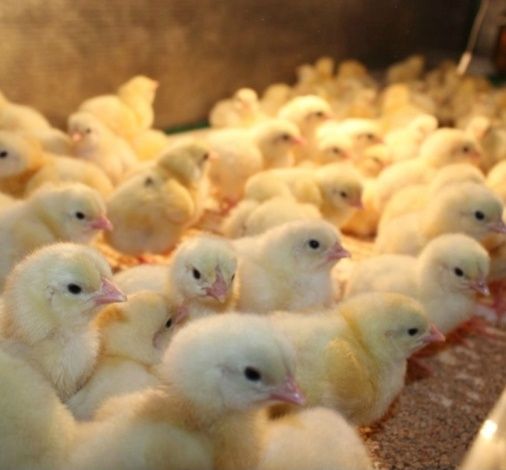 Бройлерные цыплята