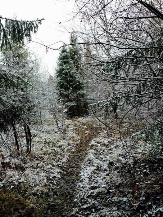 Vand teren cu padure extravilan 61 ari, Părteștii de Sus jud Suceava