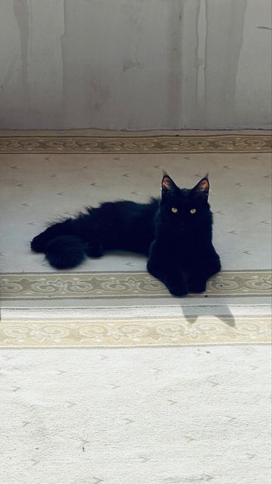 Мейн кун девушка 7 мес