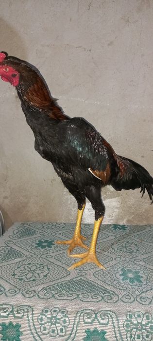 Дакан джужик месяц май