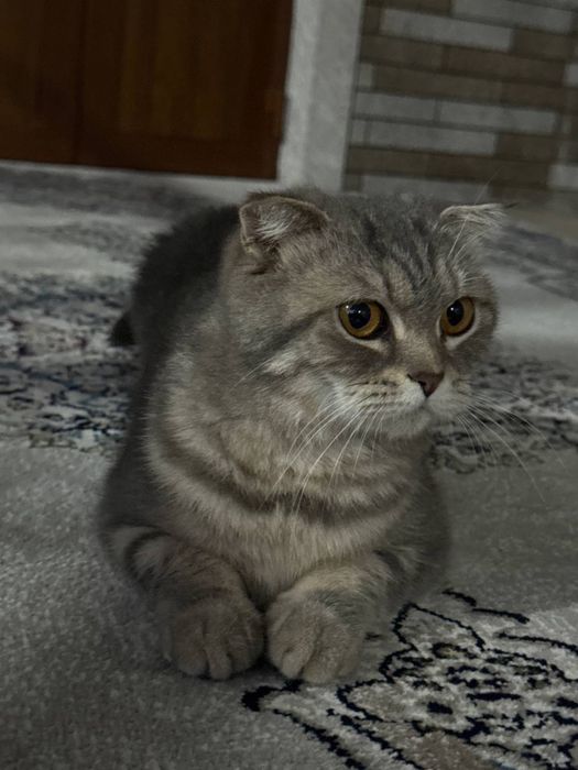 Scottish Fold 2 oylik soglom onasi bilan berladi