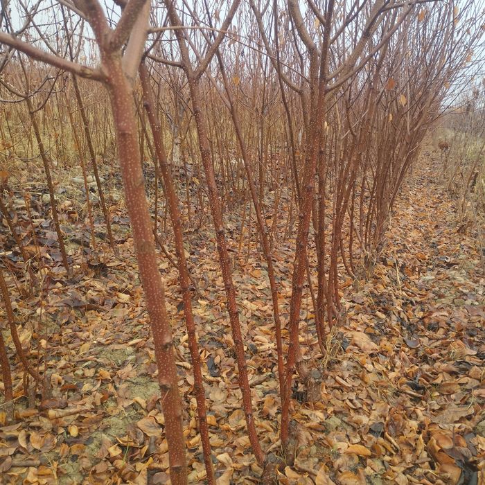 Гилос кучатлари сотилади