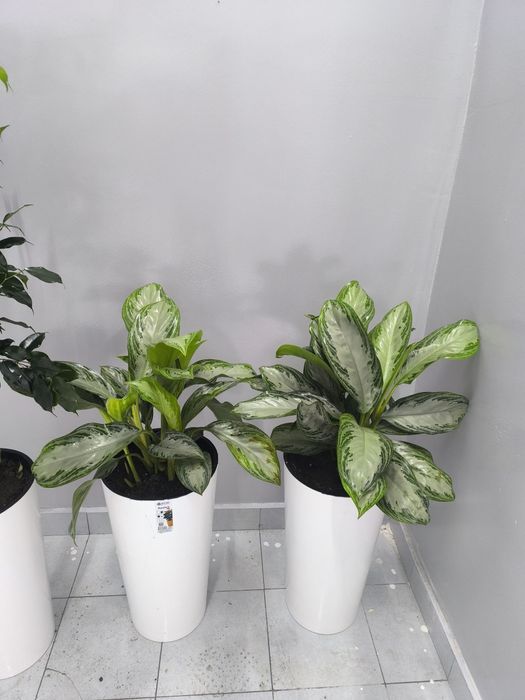 Офисные цветы  Хона гуллари