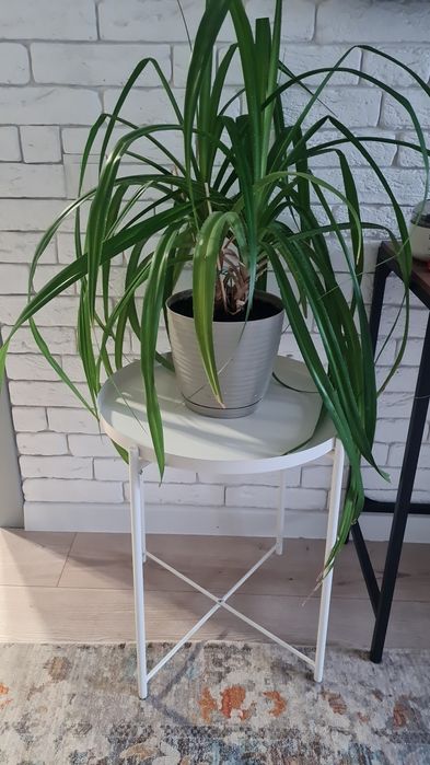 Продам стол икеа+цветок