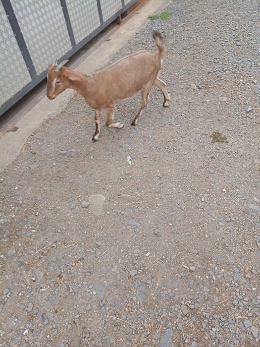 Capra de vânzare cu doua iede