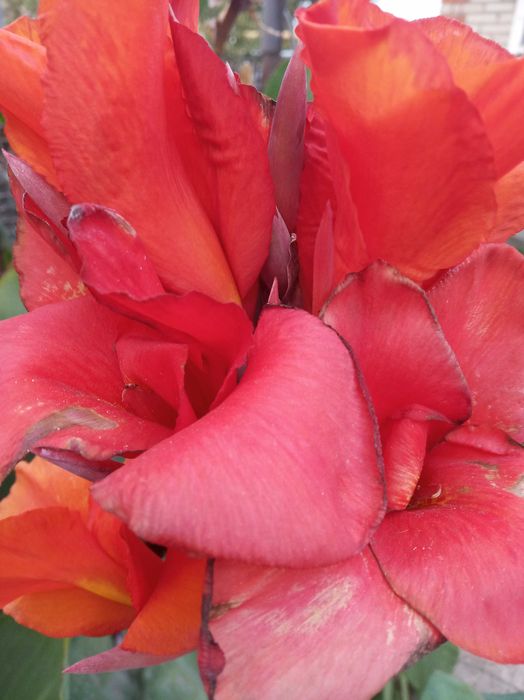 георгина клубни для посадки