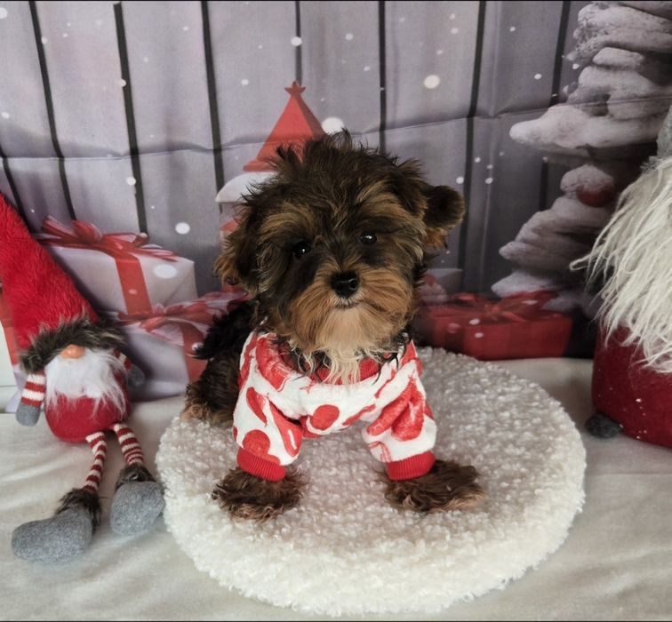 Йоркширски териер ,йорки мини момиче