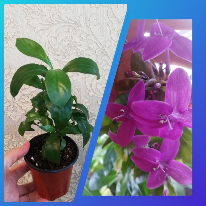 Комнатные растения