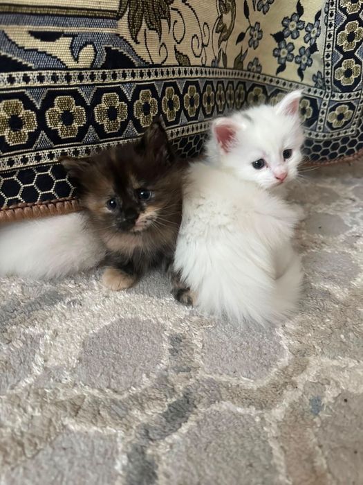 Отдам котят в добрые руки