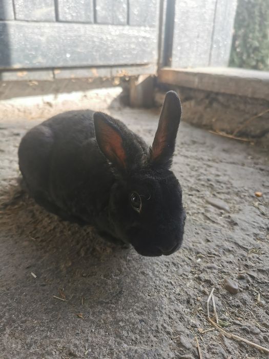 Iepure olandez pitic