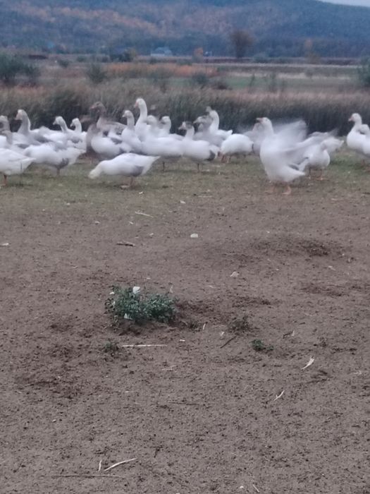 Vând gâște românești