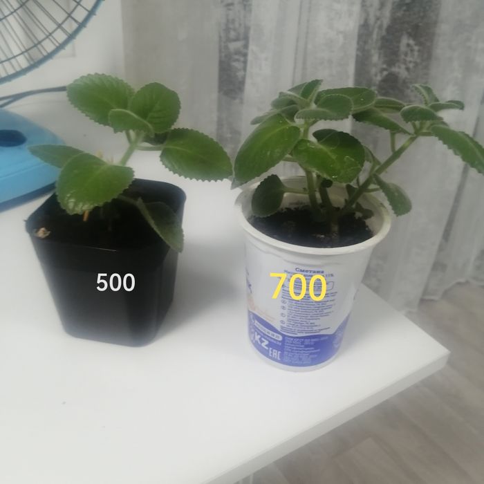 Продам комнатные цветы