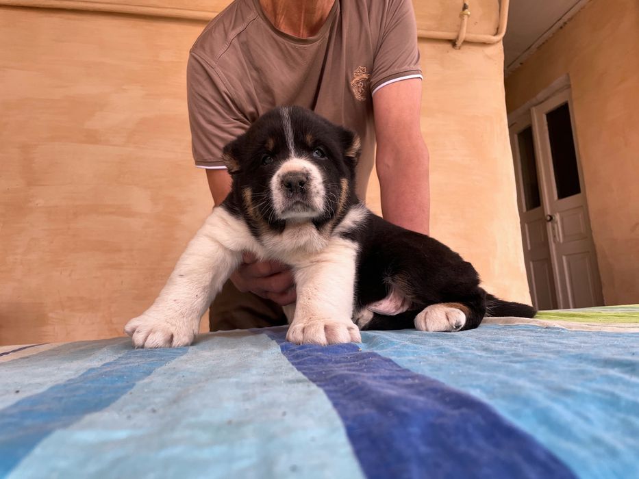 Щенок Алабая ( Супер Гигант )