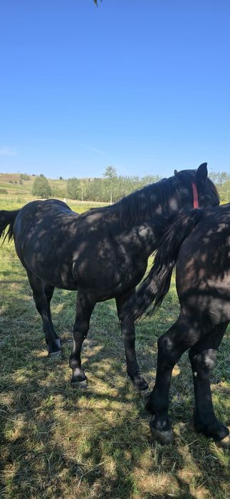 Mânz necastrat de vânzare