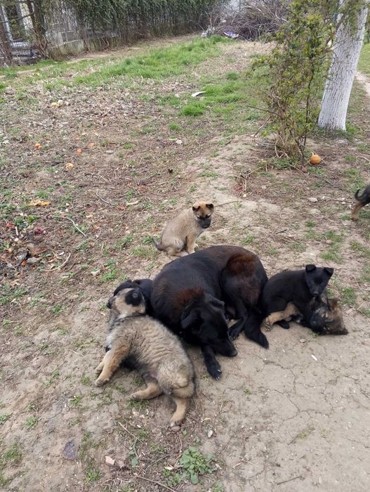 Ofer gratuit căței