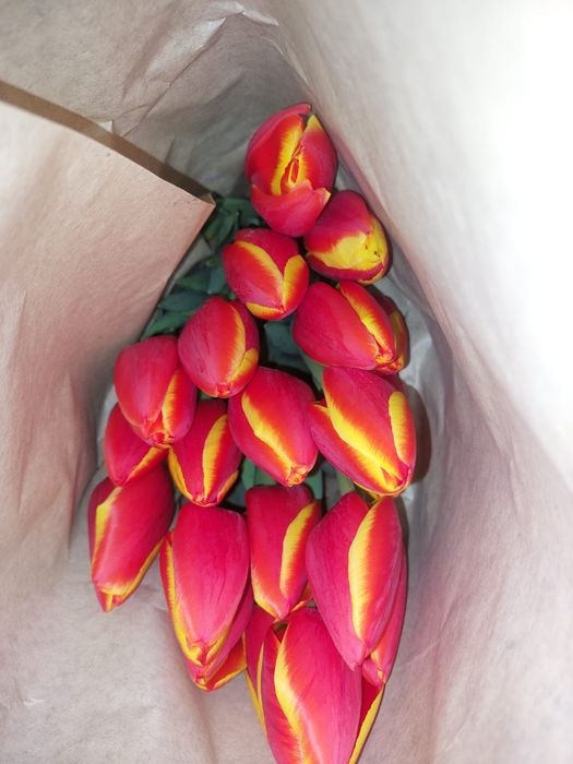 Цветый. Тюльпаны на 8 марта