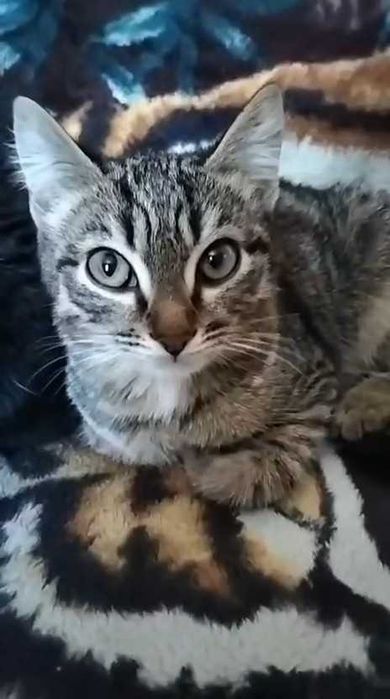 Ищем любящих хозяев!