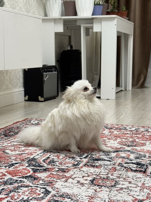 Померанский шпиц