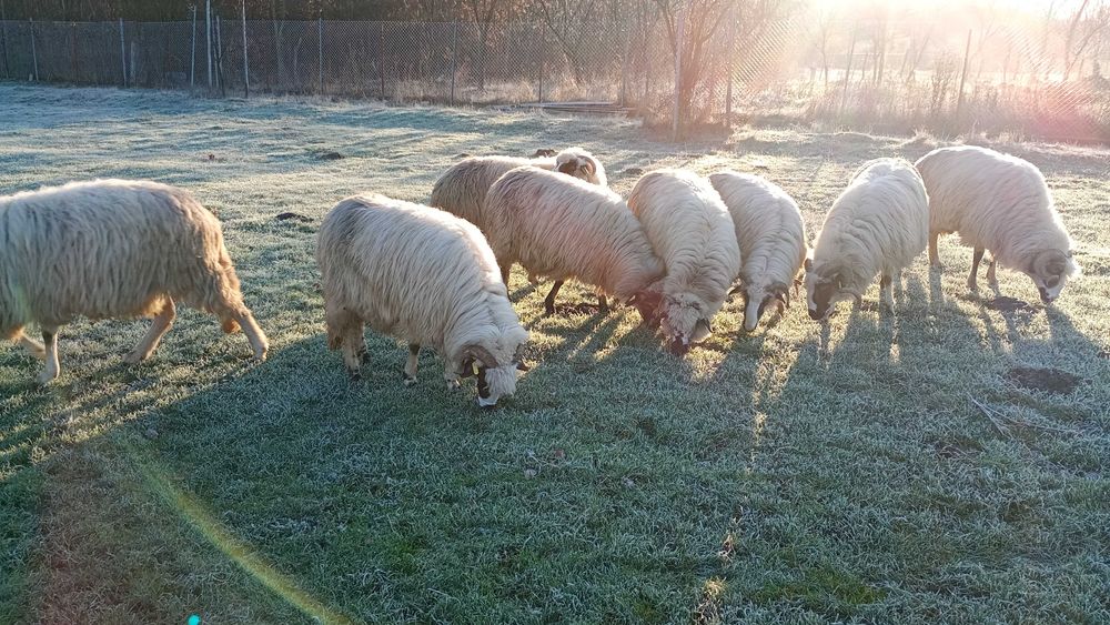 Oi gestante de munte caută alta casa