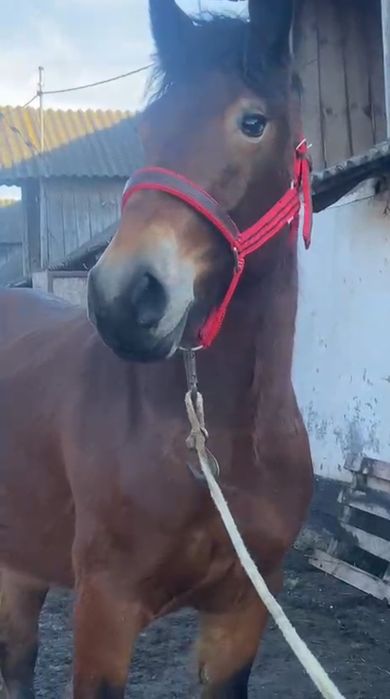 Manză de 3 ani de  vânzare învățată la ham.