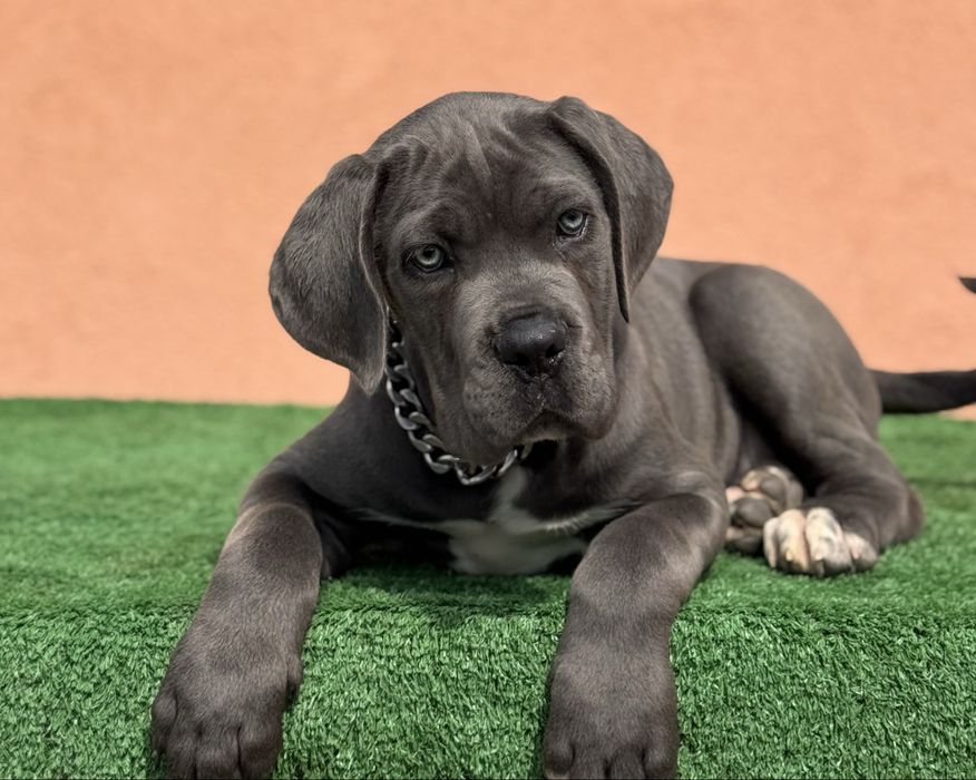 Cățeluș Cane Corso cu pedigree
