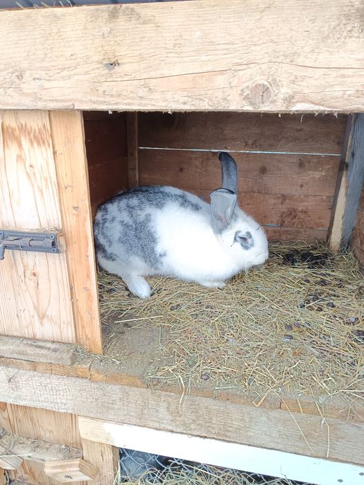 Vând iepuri cu cotet cu tot