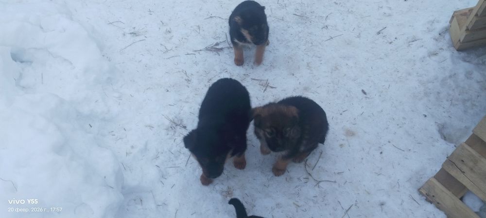 Отдам в хорошие руки