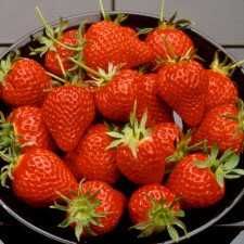 Продавам разсад корени целогодишни ягоди сорт Рио