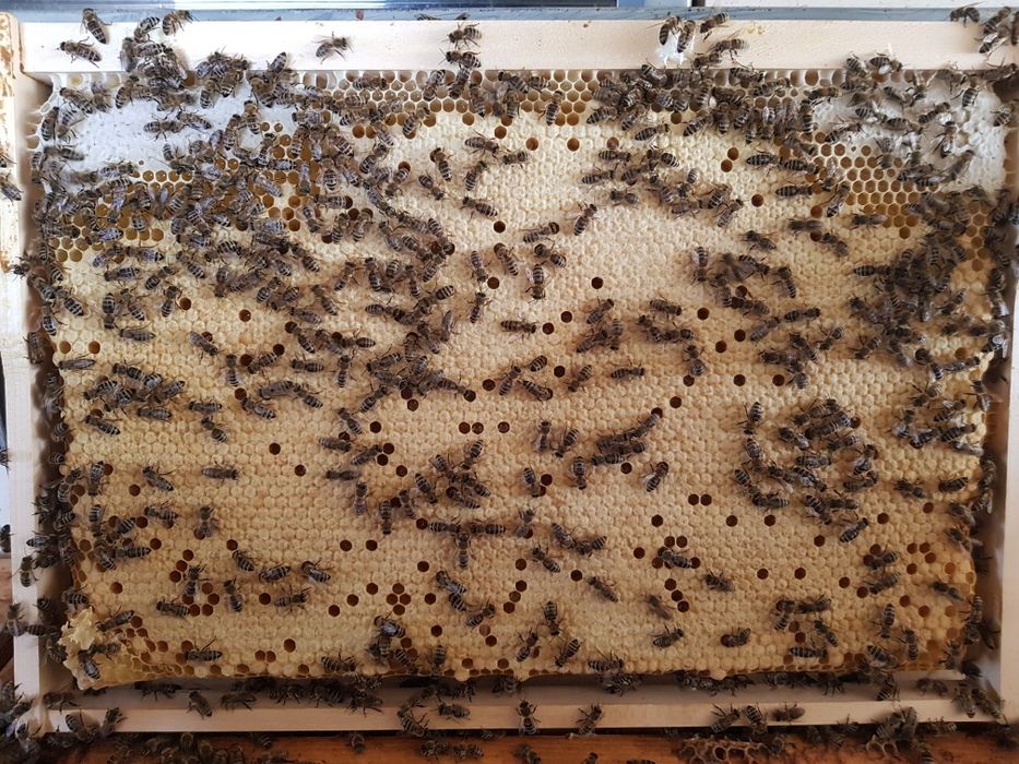 Miere bio de rapita si salcam ,si matci