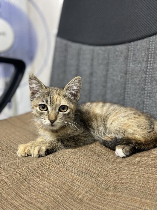Котенок девочка стерелизуем