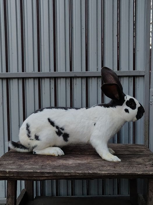 Mascul Fluture German