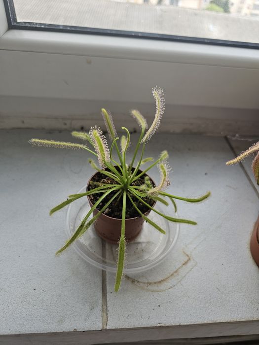 Planta carnivora Drosera albino giant
