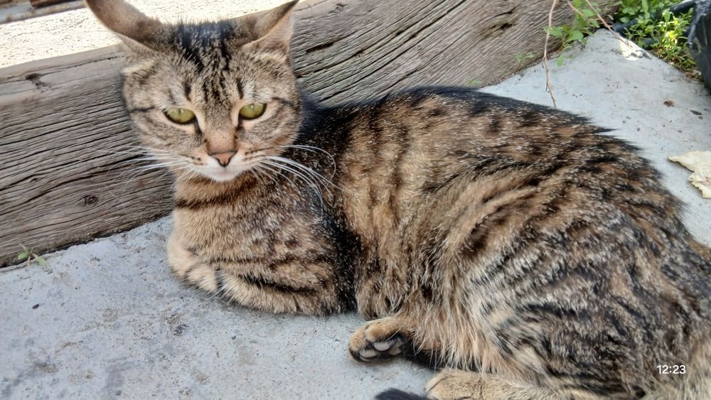 Пропала кошка хорошая