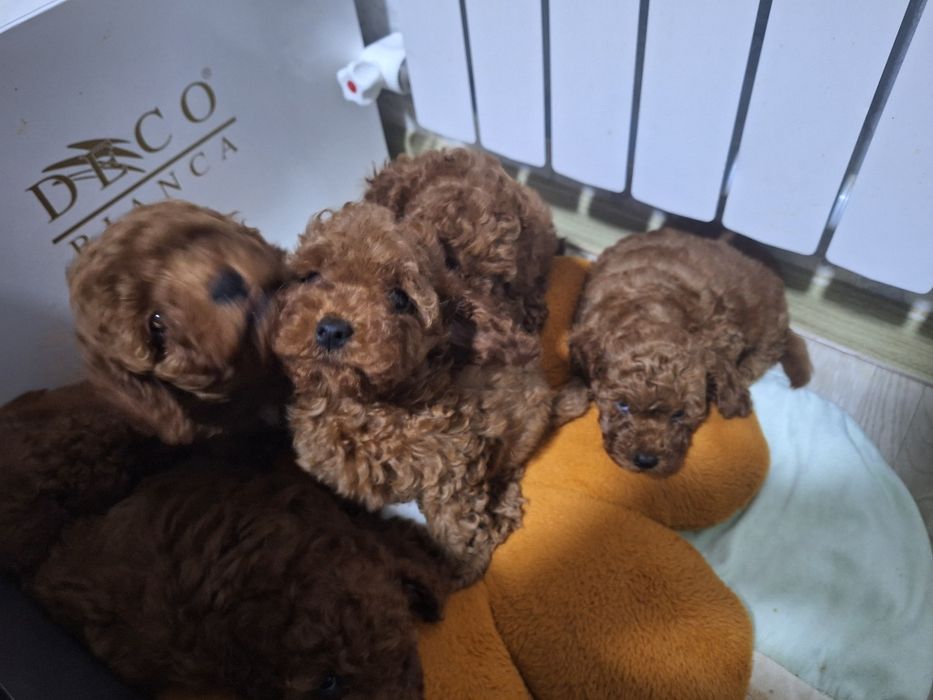 Милые щенки готовы переехать в новый дом