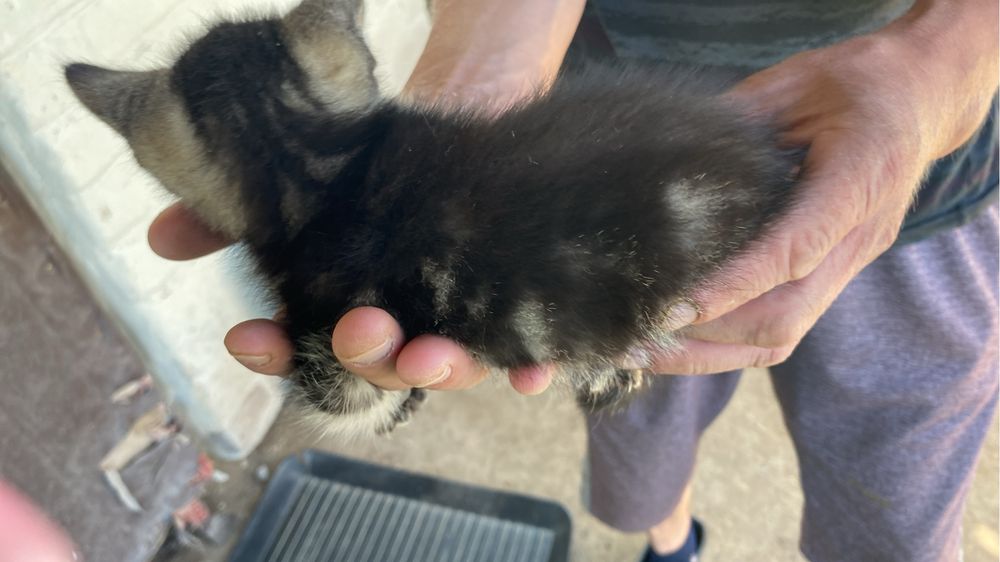 Продам шотландских котят