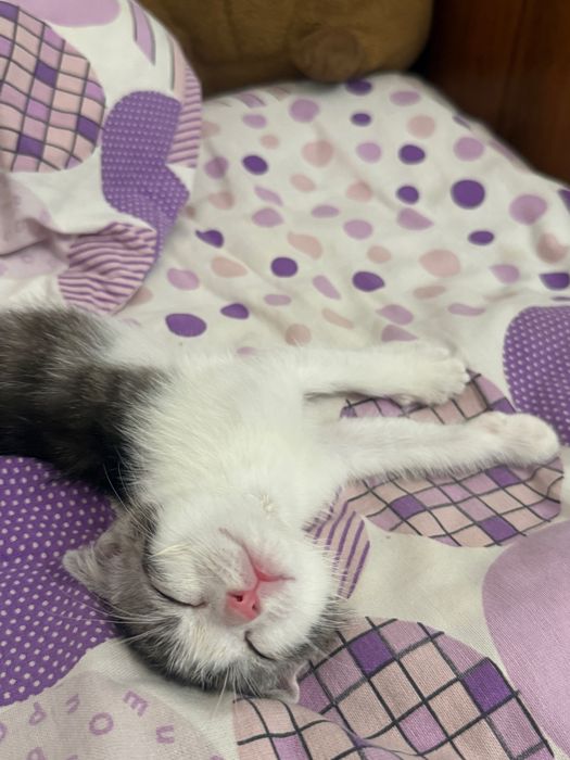 Отдам котенка в добрые руки
