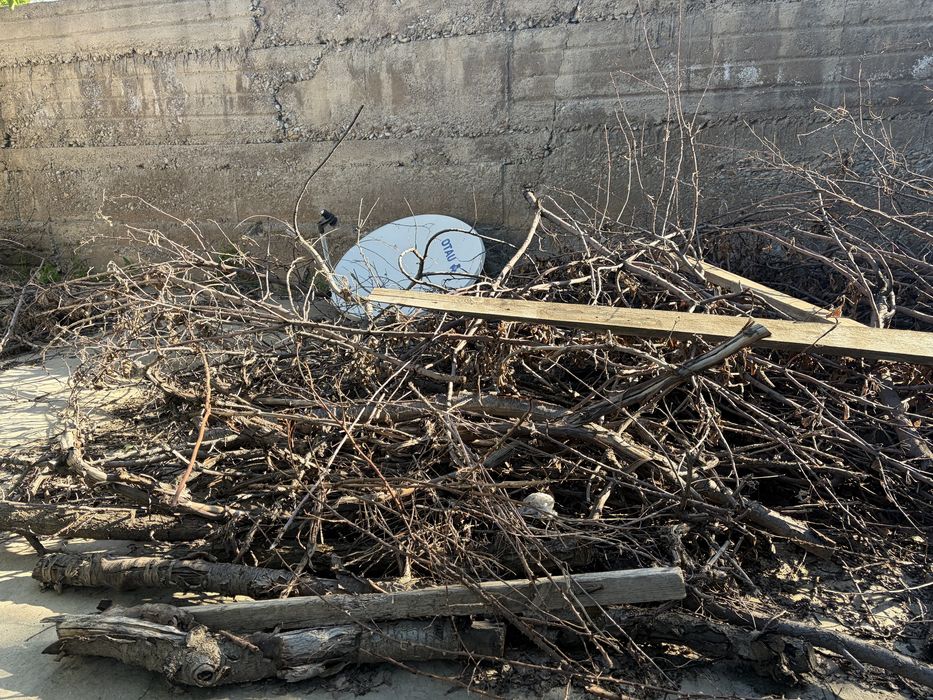 Ағаштар, бесплатно даром