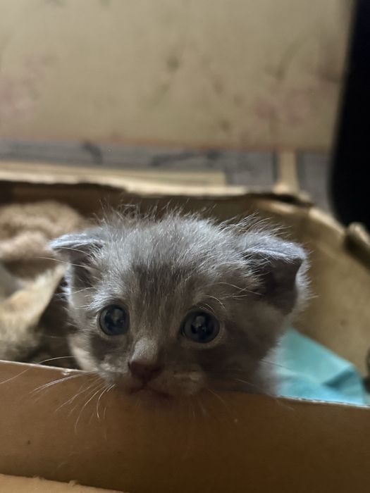 котят в добрые руки