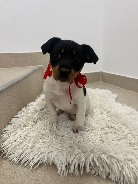 Catei foarte energici si jucausi