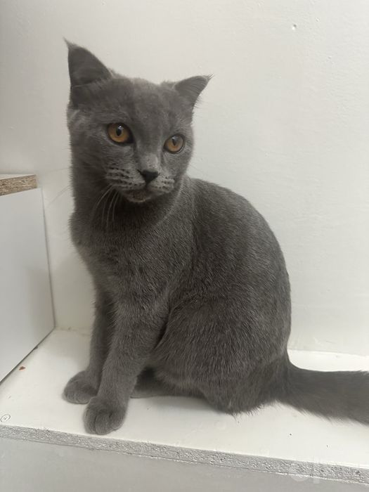 British shorthair