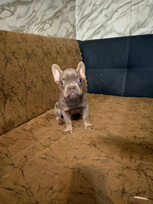 Френски булдог   ..