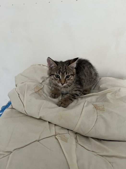 Отдам в хорошие руки