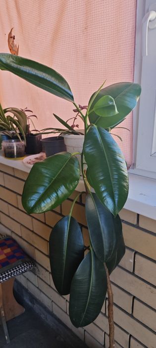Фикус. Комнатное растение