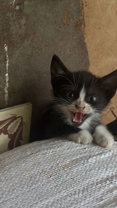 Adoptie pisici Bacau