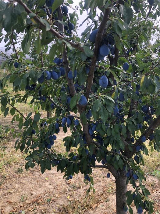 Prune pentru tuica