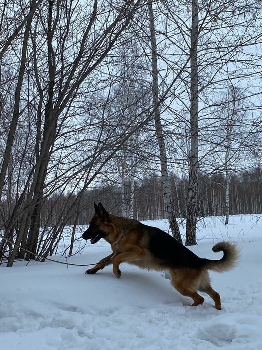 Вязка немецкой овчарки