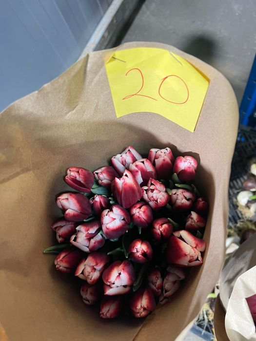 Тюльпаны оптом с теплицы