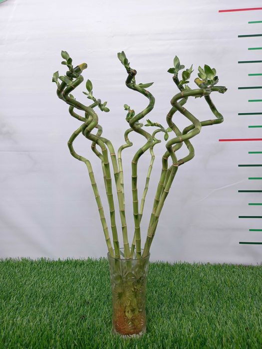 Большой ассортимент КОМНАТНЫХ РАСТЕНИЙ