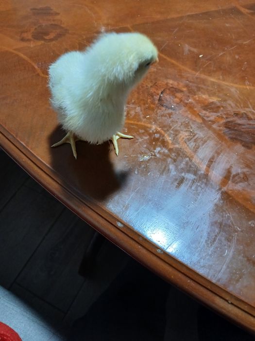 Vand pui de găină 12 la număr